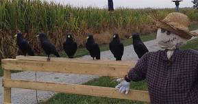 Haunted Wagon Rides at Youngs Dairy