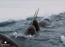 Narwhal: Revealing an Arctic Legend