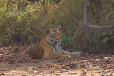 TADOBA JUNGLE SAFARI EXCLUSIVELY FOR KIDS