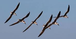 Sunset Seabird Safari