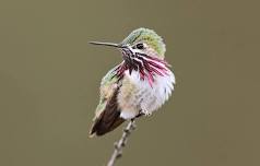 Hummingbirds of Oregon