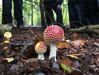 Full day fungi identification course - Norfolk