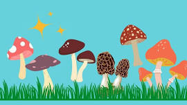 Wild Mushroom Education Series: Toxins & Poisonings