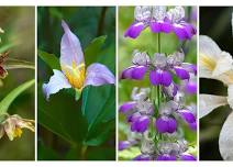 Blooming Now at Jack London State Historic Park