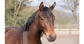 Equine Learning