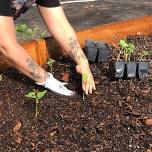 Volunteer Days - Seed Planting