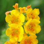 Native Plant Sales at George F Canyon