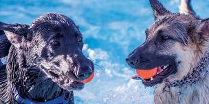 Doggie Paddle at The Station Aquatic Center