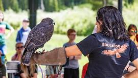 Bird of Prey Show at Alta