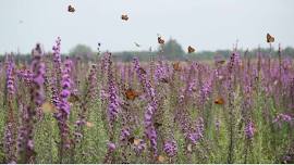 Monarch Butterfly: The Ultimate Conservation Ambassador