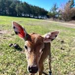 Baby Animal Weekend