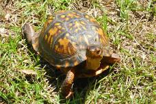 Box Turtle Trek