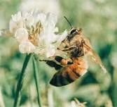 Beekeeping Basics