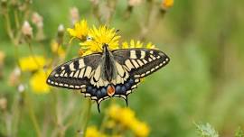 Hickling moth and butterfly walk