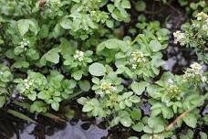 River Day Invasive Species Removal: Watercress — Clinton River Watershed Council