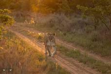 Legend Big 5 Photo Safari - Winter Warmer Couples Special