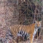 Wildlife Tour To Tadoba