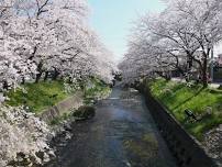 Iwakura Cherry Blossom Festival