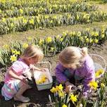 Bunnies and Blooms at Dancing Daffodils