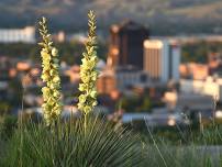 Billings Community Seed Library Seed Swap