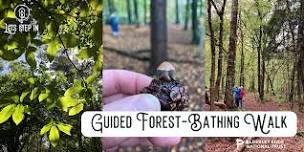 Guided Forest-Bathing Walk