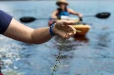 Weed Watchers Program: Learn How To Identify Invasive Aquatic Plants