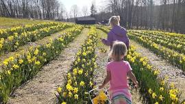 Opening Day at Pick-Your-Own Daffodil Farm