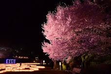 Illuminated Cherry Blossoms at Hiroshima Botanical Gardens