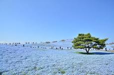 Nemophila at Hitachi Seaside Park | Hitachi Seaside Park | Things to do in Tokyo