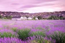 Davis Travelaires Day Trip: Capay Valley Lavender & Cache Creek Casino