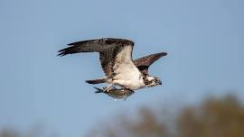 Birding By Kayak