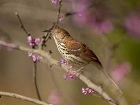 USGS Eastern Ecological Science Center Spring Bird Walk