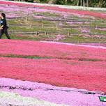 Uonuma Moss Phlox Festival