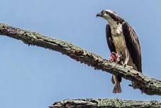 Fabulous Fish Hawk & Osprey Hike