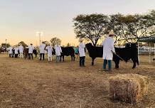 Gatton Show Stud Beef Cattle 2024