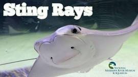 Sting Rays