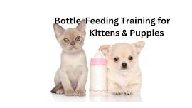 Bottle Feeding Training for Kittens & Puppies