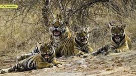 Ranthambore Tiger Safari