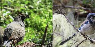 A Focus on Birding Hike in the San Jose Creek Natural Preserve