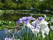 Iris and Water Lily Festival