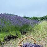 Lavender Harvest and Distillation Day