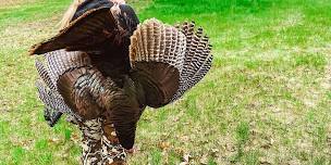 Introduction to Turkey Hunting - Part 1 - Wilton