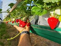 Winter Strawberry Pick Your Own Event at Eastern Colour