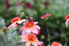 Weed, Pest & Disease Control for Market Gardening