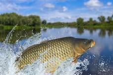 Friends of Lake Scott State Park Carp Derby