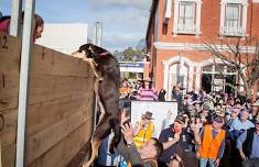 Casterton Kelpie Muster