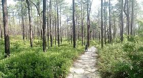 Weymouth Woods SP NABA Count