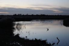 Guided Walk at RSPB Strumpshaw Fen