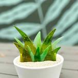 Fused Glass Succulent, the Plant You Can’t Kill!