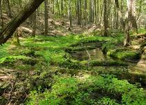 Nature Walk with Kennebec Land Trust